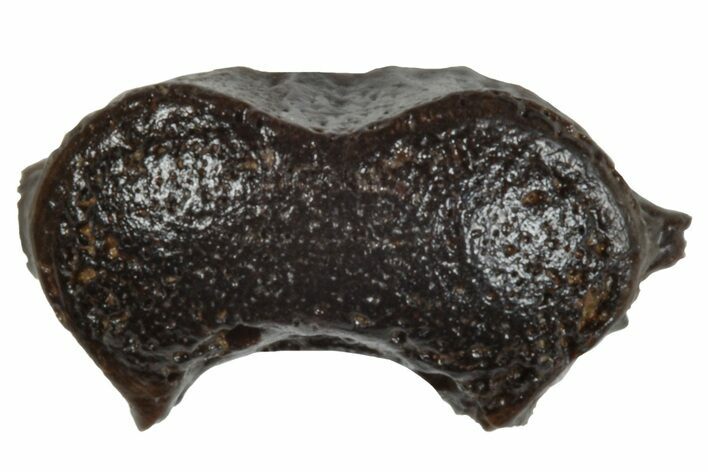 Fossil Freshwater Ray (Myledaphus) Vertebra - Wyoming #265888